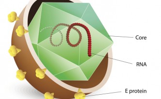 Epatite C